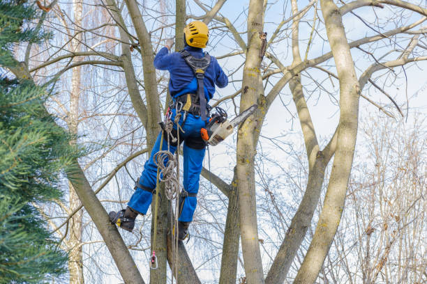 Spring Valley Village, TX Tree Care Services Company